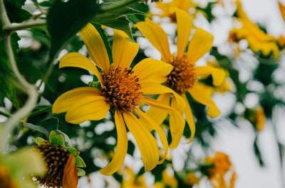 特写镜头黄色花瓣的花的照片
